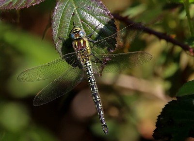 Hairy dragonfly