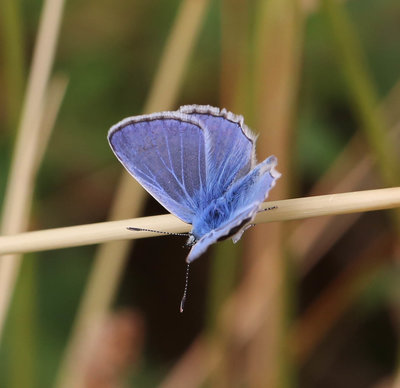 blue butterfly (4).jpg