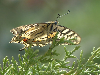 Swallowtail.jpg