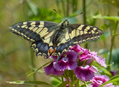 Swallowtail Papilio machaon (1).jpg