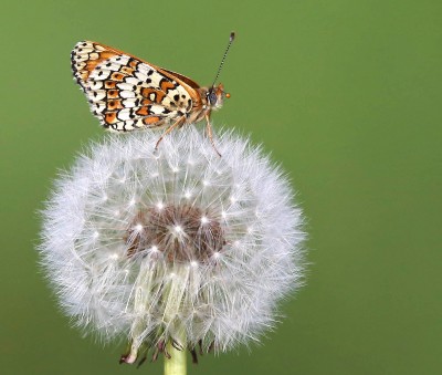 Glanville fritillary on dandelion.jpg