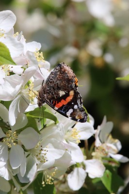 Red admiral on apple blossom (1).jpg