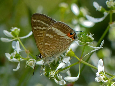 Long-tailed blue