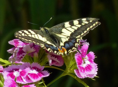 Swallowtail Papilio machaon (6).jpg