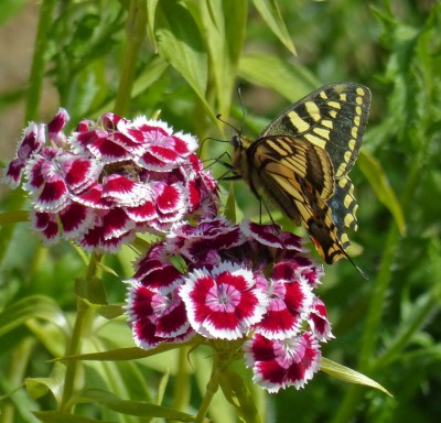 Swallowtail Papilio machaon (2).jpg