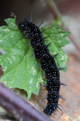 Peacock caterpillar (2).jpg