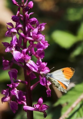 Orange tip on early purple orchid