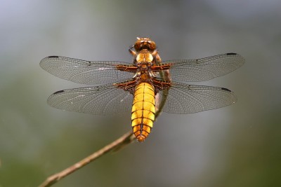 Broad-bodied chaser