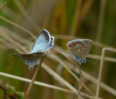 Chalk hill blue and common blue