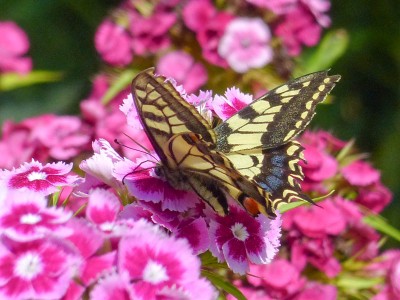 Swallowtail Papilio machaon (7).jpg