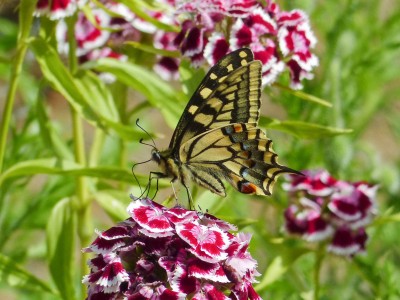 Swallowtail Papilio machaon (3).jpg