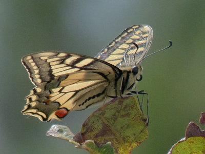 Swallowtail (1).jpg