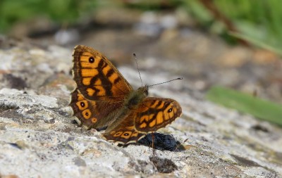 Wall butterfly (4).jpg