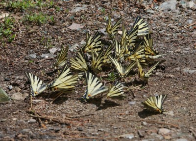 Puddling scarce swallowtails