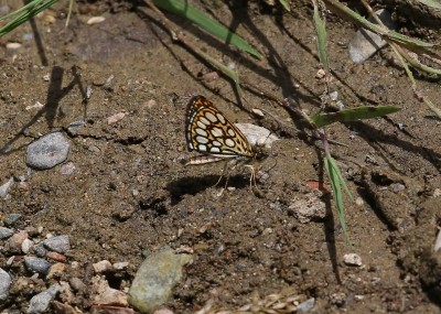 Large chequered skipper