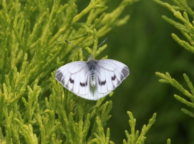 Green-veined white (1).jpg