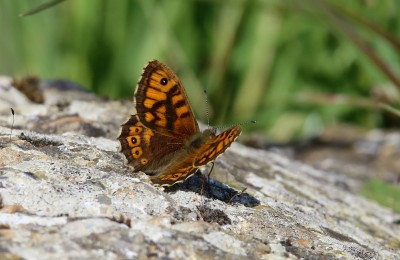 Wall butterfly (5).jpg