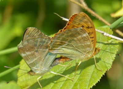 Valezina female mating
