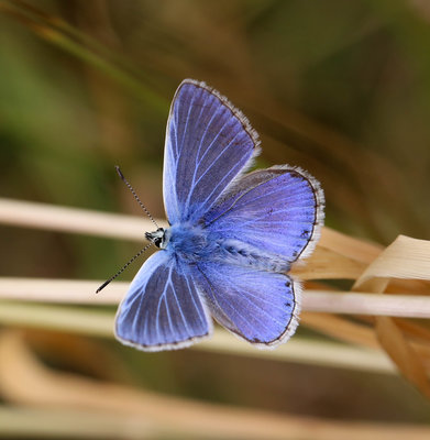 blue butterfly (2).jpg