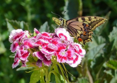 Swallowtail Papilio machaon (4).jpg