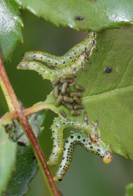 Caterpillars (1).jpg