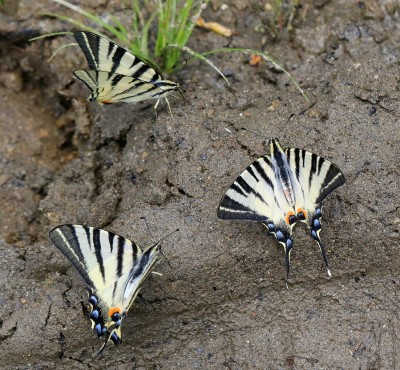 Scarce swallowtails puddling.jpg