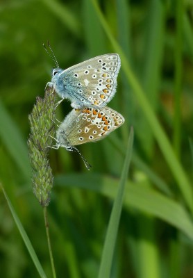 Mating common blues