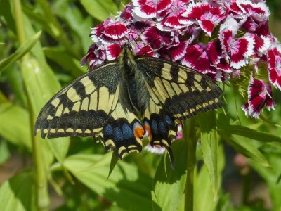 Swallowtail Papilio machaon (9).jpg