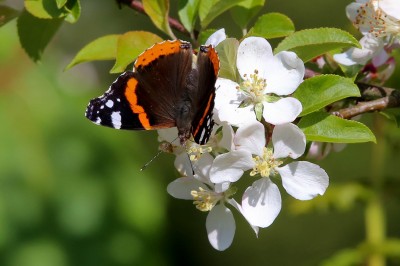 Red admiral on apple blossom (3).jpg