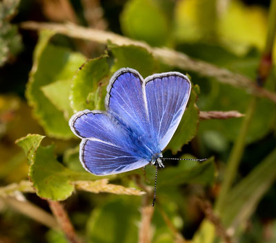 blue butterfly (3).jpg