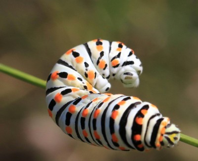 Swallowtail larva
