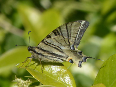 Spanish swallowtail (2).jpg