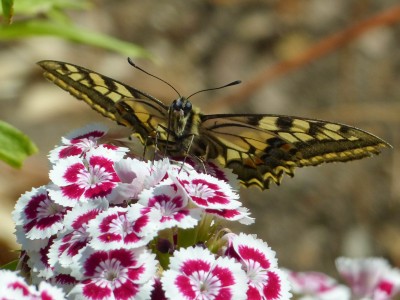 Swallowtail Papilio machaon (5).jpg