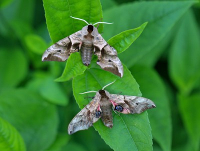 Eyed hawk-moths.jpg