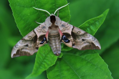 Eyed hawk-moth (2).jpg
