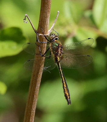 Downy emerald dragonfly