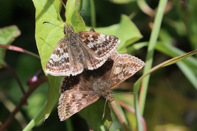 Mating dingy skippers (1).jpg