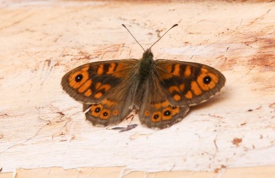 Wall brown (1).jpg