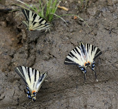 Scarce swallowtails