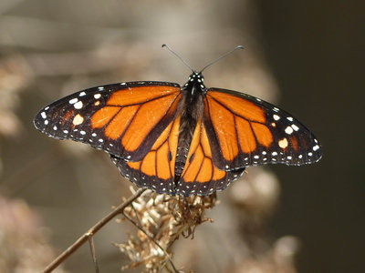 Monarch