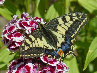 Swallowtail Papilio machaon (8).jpg