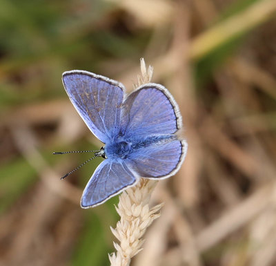 blue butterfly (1).jpg