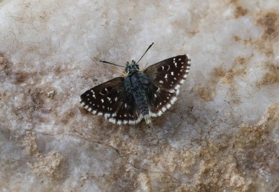Orbed red underwing skipper