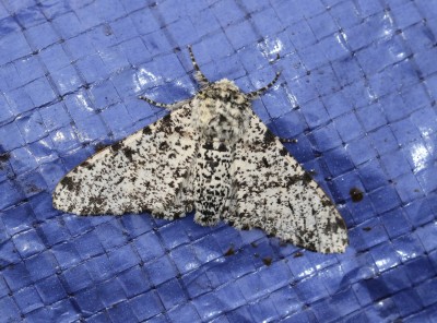 Peppered moth.jpg
