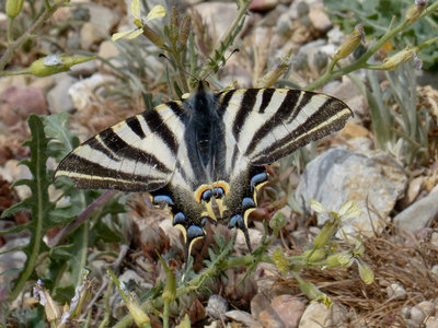 Spanish swallowtail (3).jpg