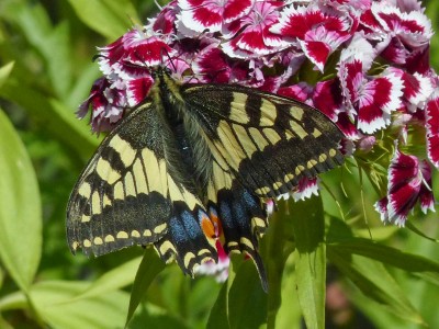 Swallowtail Papilio machaon (10).jpg