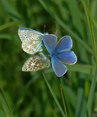 Mating common blues with intruder