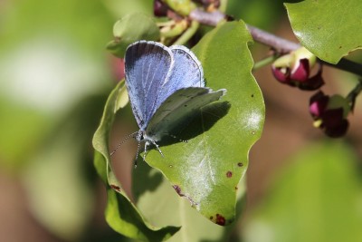 Holly blue (2).jpg