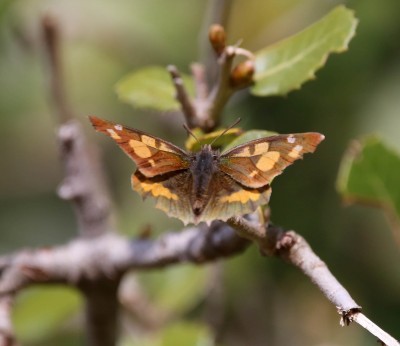 Nettle tree butterfly